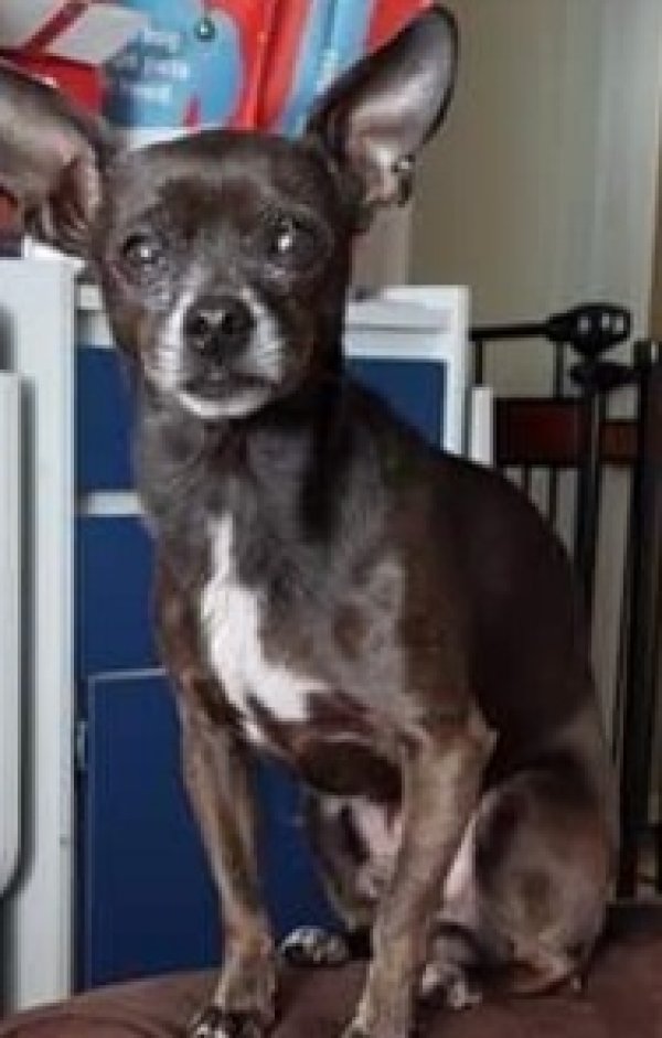 Lost Chihuahua 