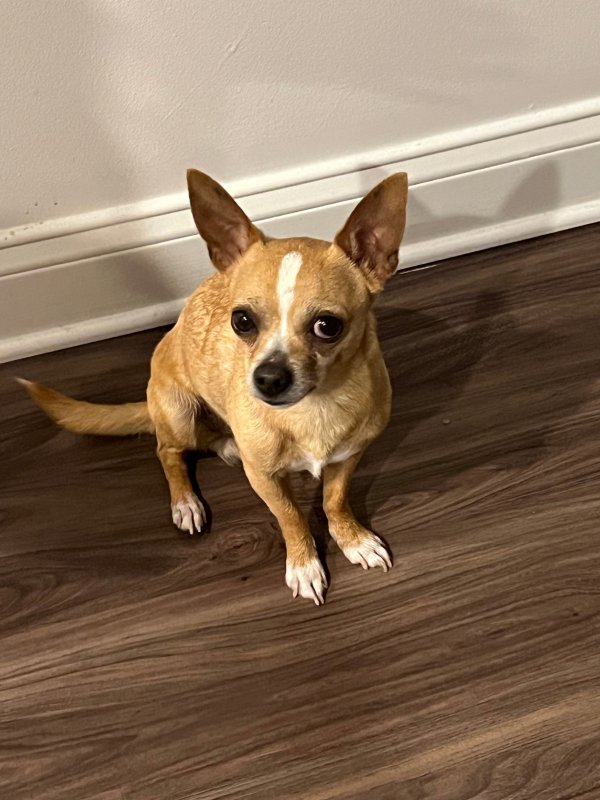 Found Chihuahua in Kissimmee, FL