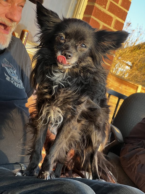 Lost Papillon in Colorado