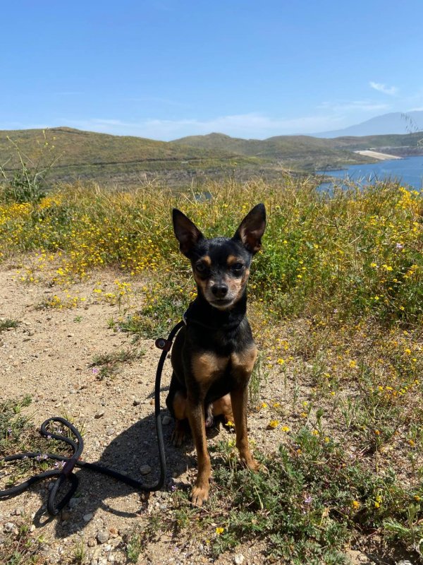 Safe Chihuahua in Los Angeles, CA