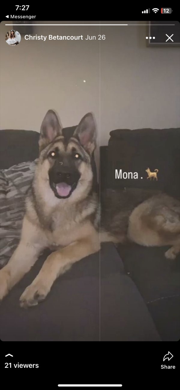 Safe German Shepherd Dog in Denver, CO