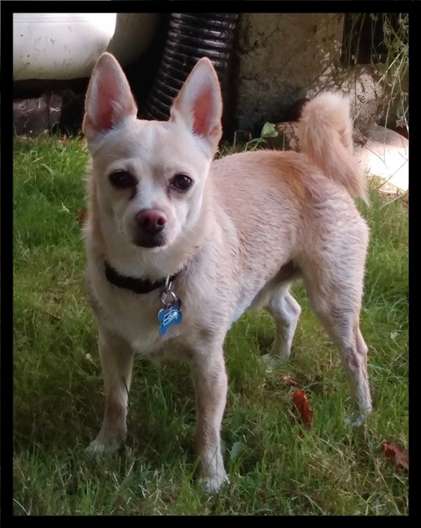 Lost Chihuahua in Lake Stevens, WA