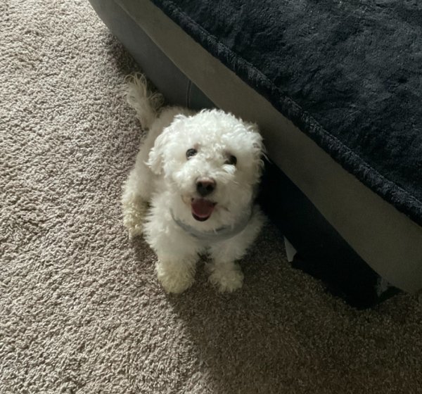 Safe Maltese in Denver, CO