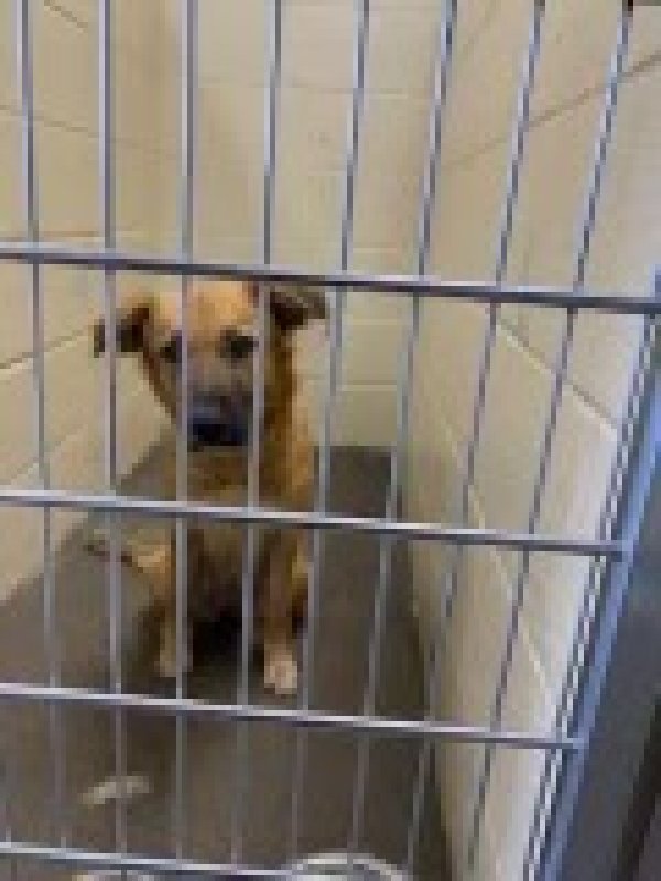 Safe German Shepherd Dog in Houston, TX