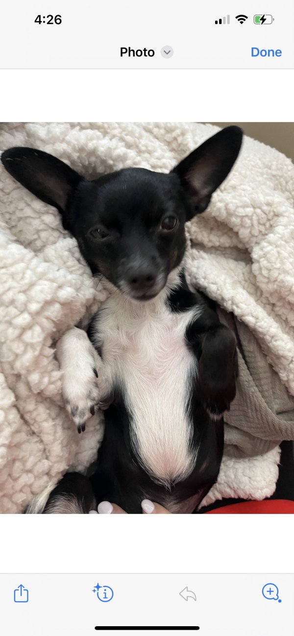 Stolen Chihuahua in Brentwood, TN