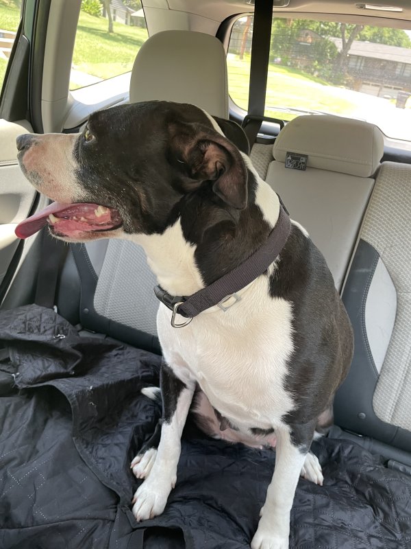 Found Boxer in Dallas, Texas