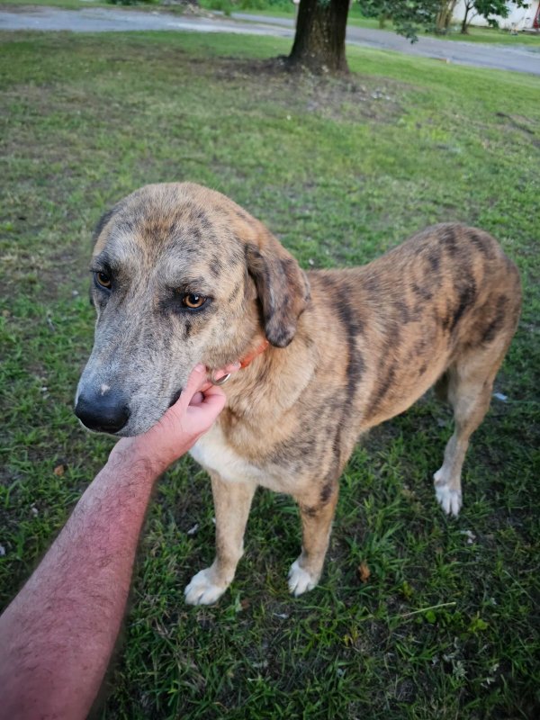 catahoula leopard dog tree