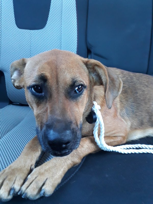 Safe Mutt in Dallas, TX