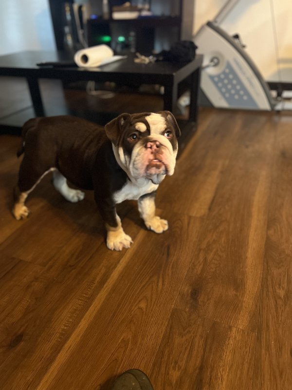 Safe English Bulldog in Adelanto, CA