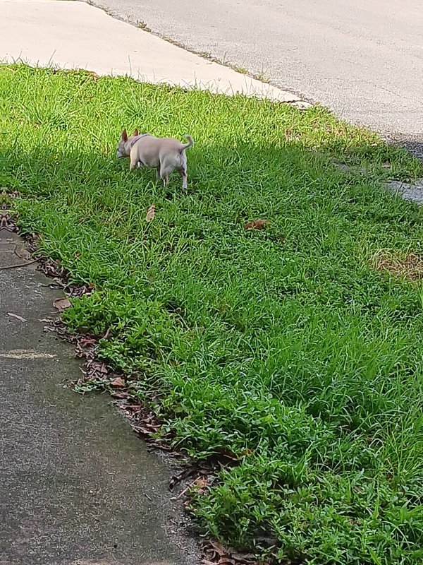 Found Chihuahua in Opa Locka, FL