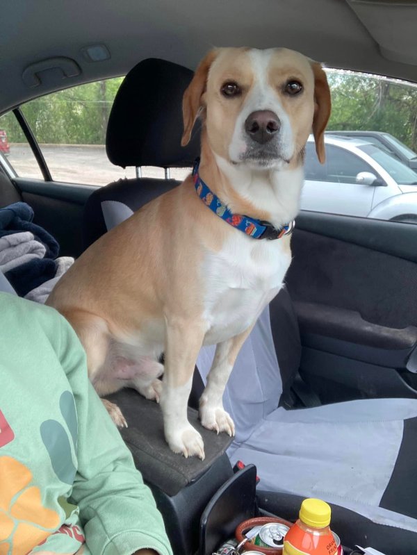 Safe Beagle in Harrison, AR
