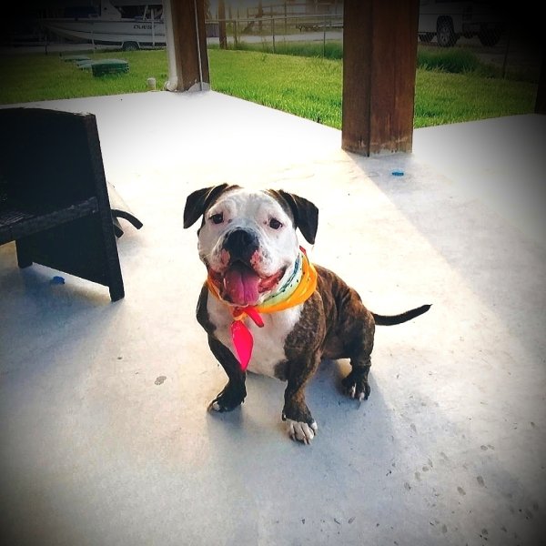 Safe American Bulldog in Galveston, TX