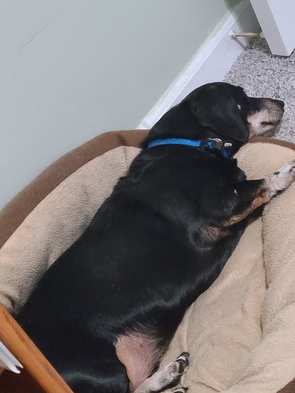 Lost Dachshund in Painesville, OH