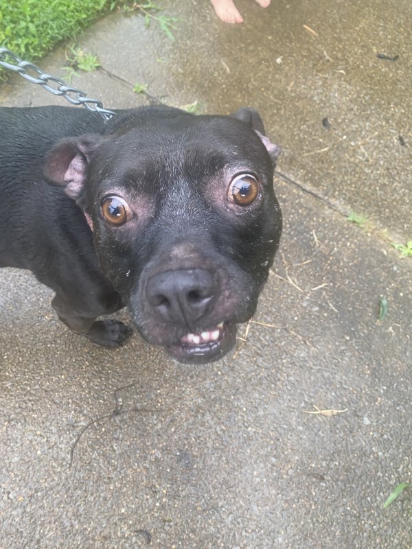 Safe Pit Bull in Chattanooga, TN