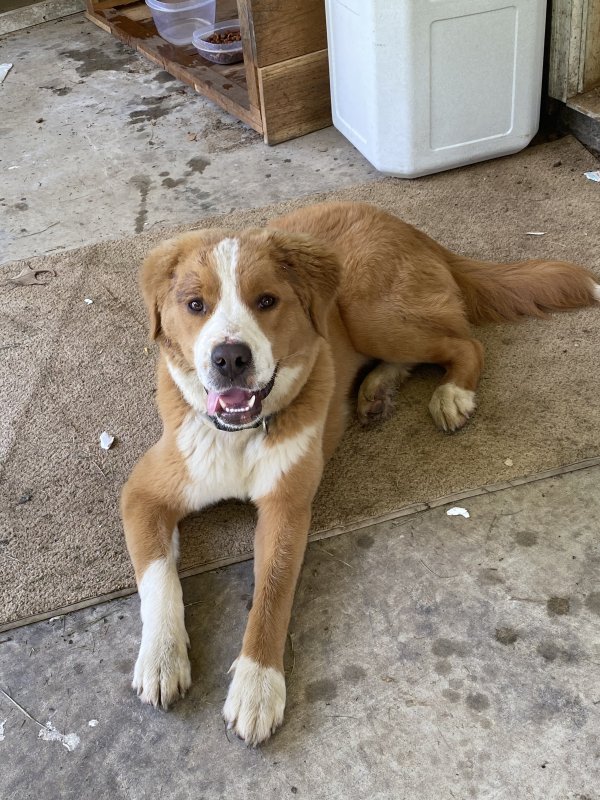 Golden retriever and store st bernard mix