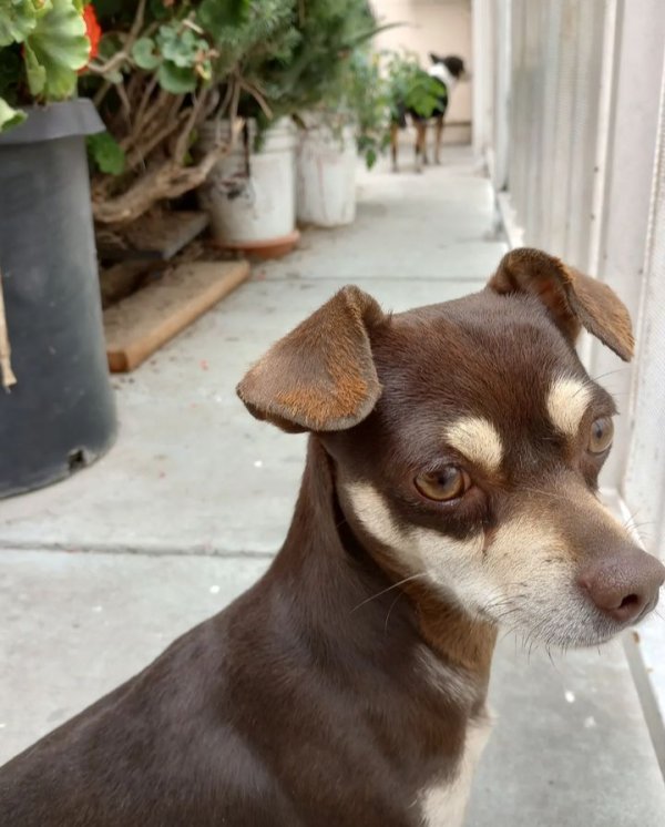 Lost Chihuahua in California
