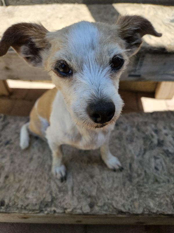 Safe Chihuahua in Riverside, CA