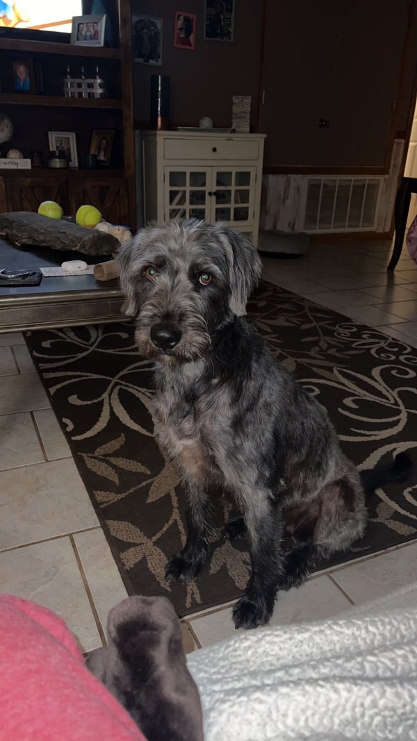 Safe Airedale Terrier in Mount Vernon, AR