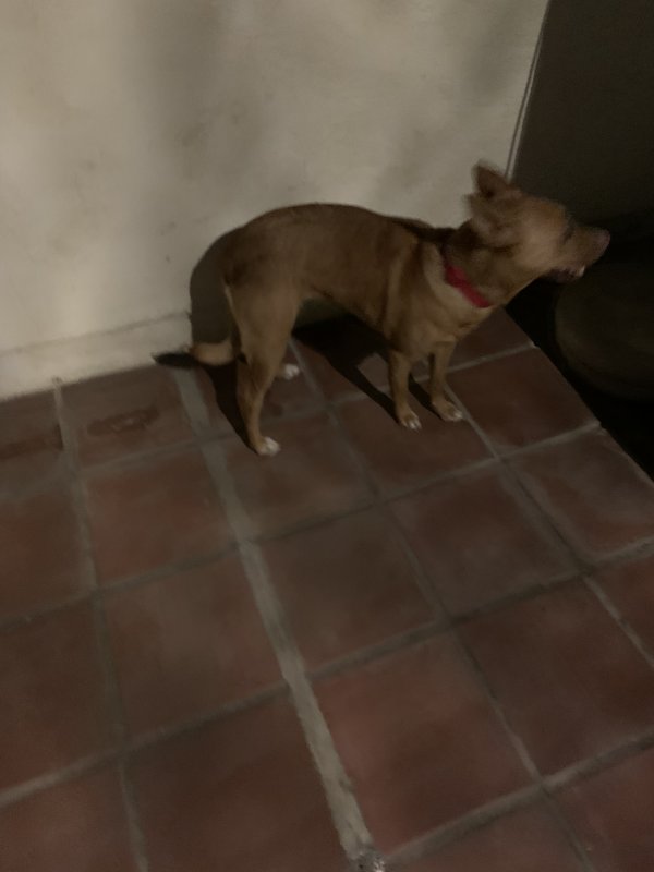 Safe Dog in San Diego, CA