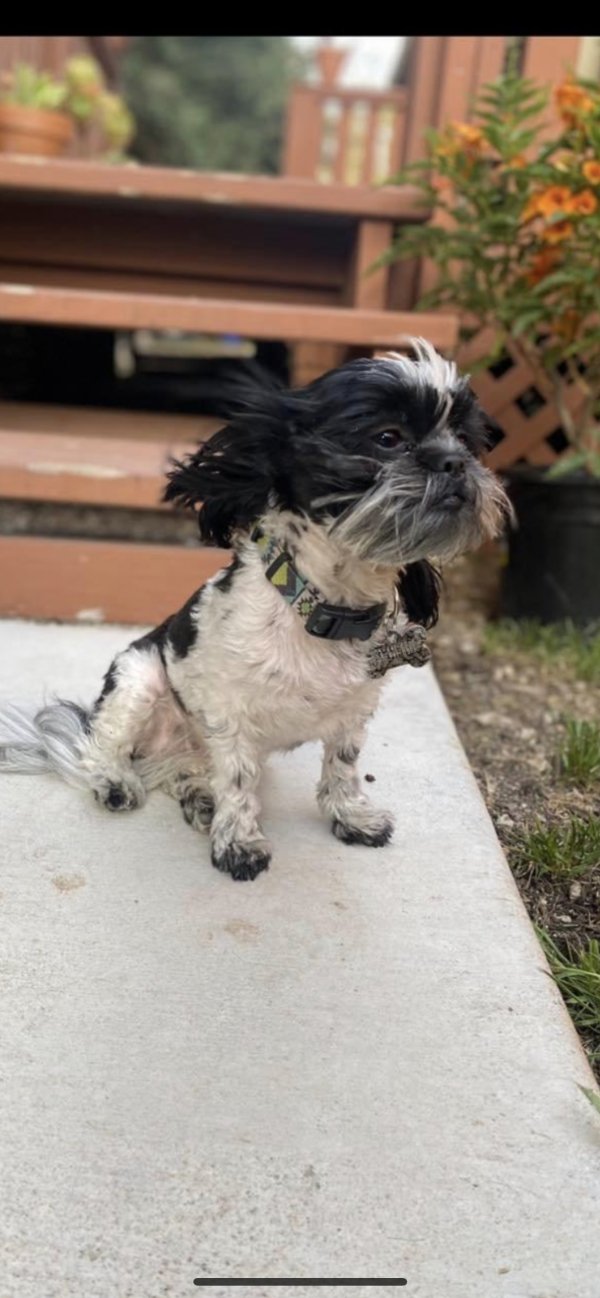 Safe Shih Tzu in Arroyo Grande, CA