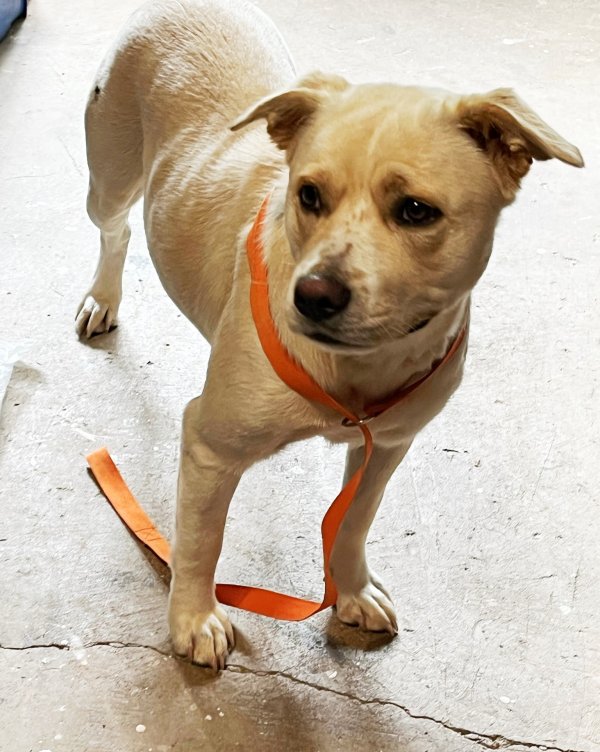 Safe Labrador Retriever in Marietta, GA