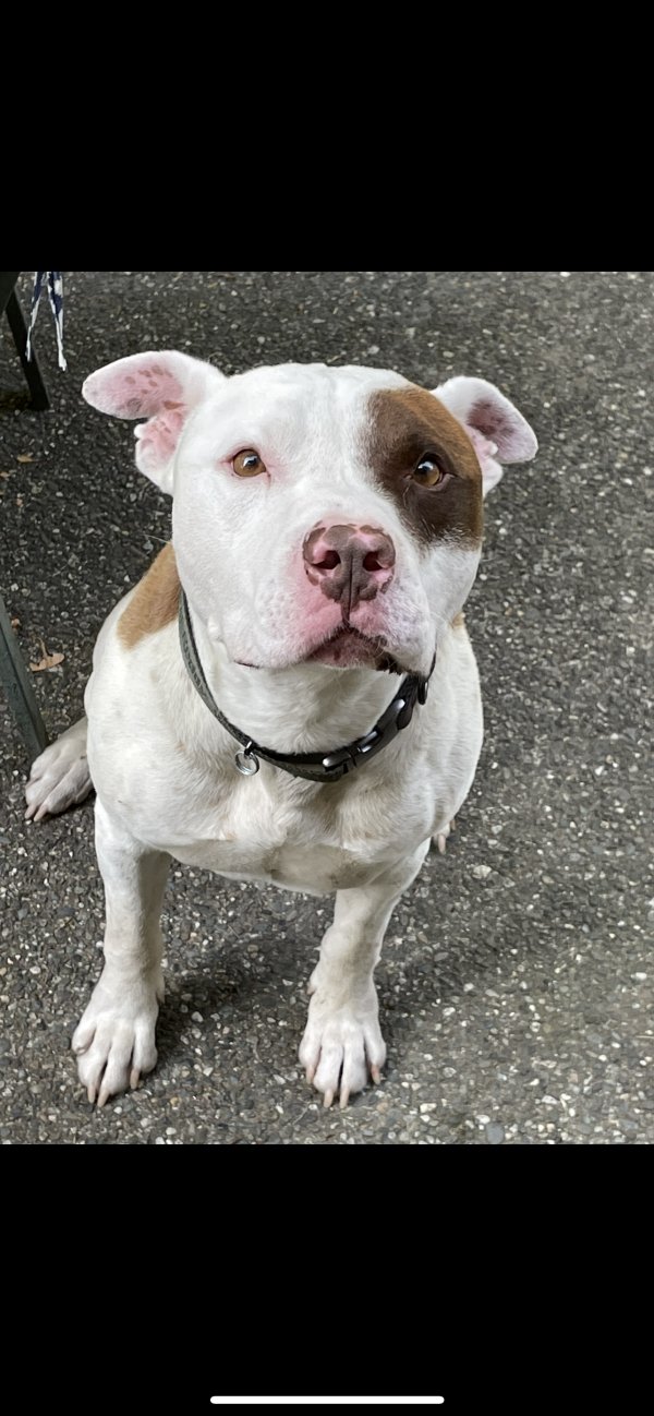 Safe Pit Bull in Lynnwood, WA