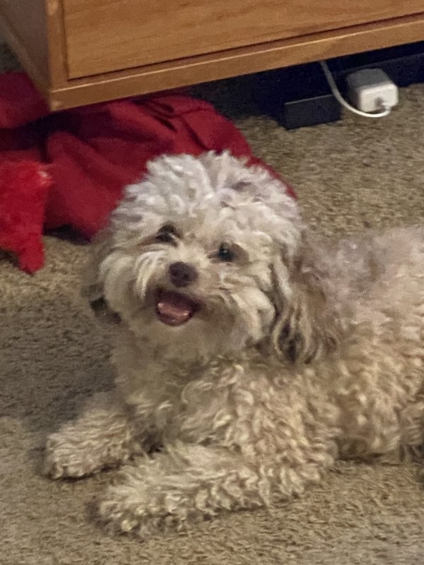 Safe Poodle in Riverview, FL