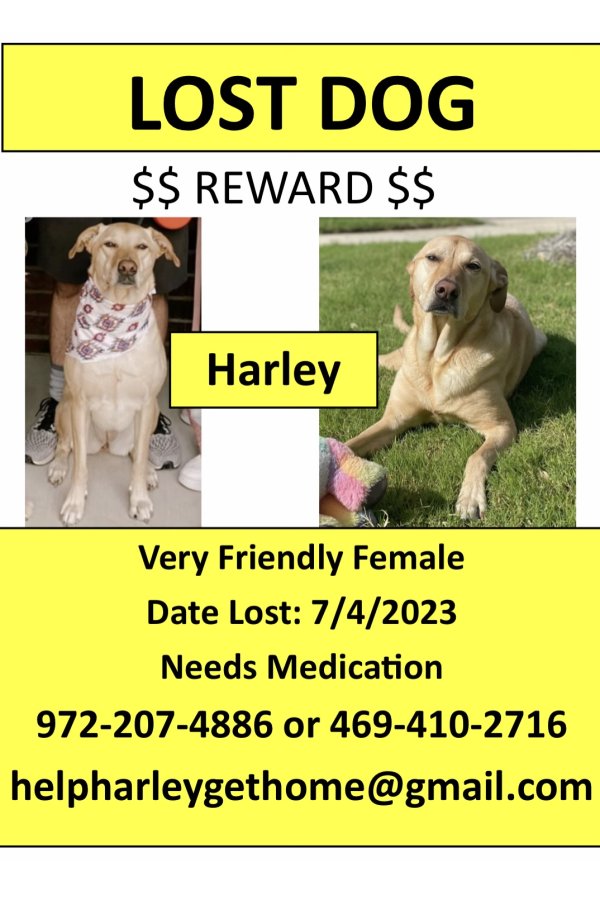 Safe Labrador Retriever in Forney, TX