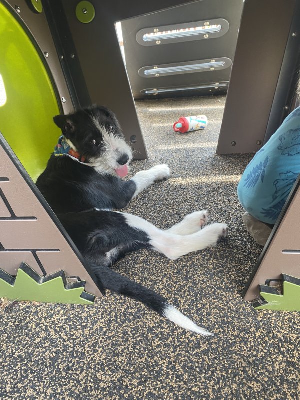 Safe Mutt in Raleigh, NC