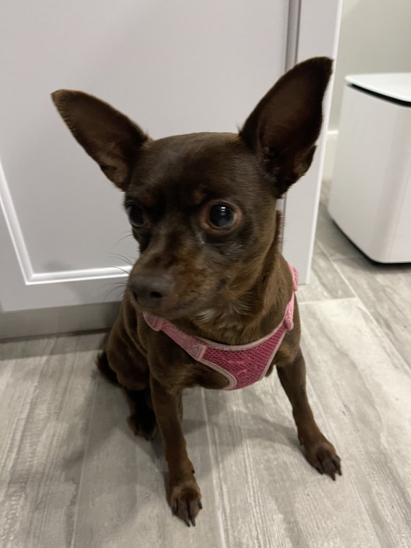 Safe Chihuahua in Hollywood, FL