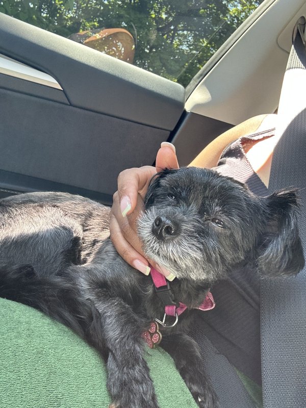 Lost Yorkshire Terrier in New York