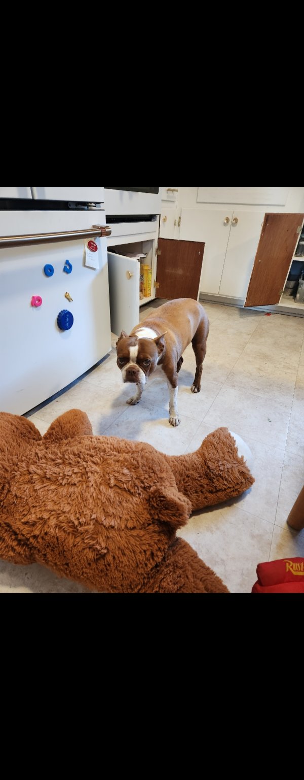 Safe Boston Terrier in Arroyo Grande, CA