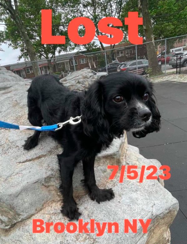 Safe Cavalier King Charles Spaniel in Brooklyn, NY