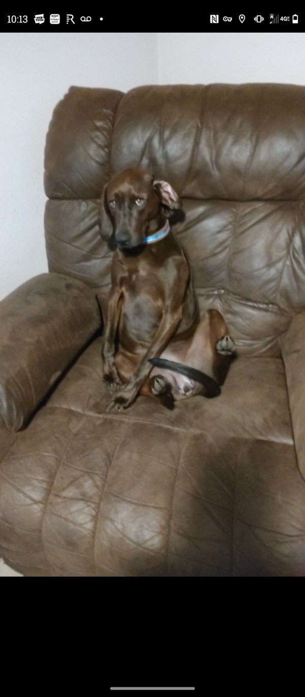 Lost Redbone Coonhound in North Carolina