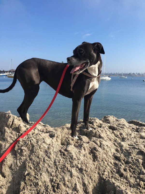Safe Boxer in San Diego, CA