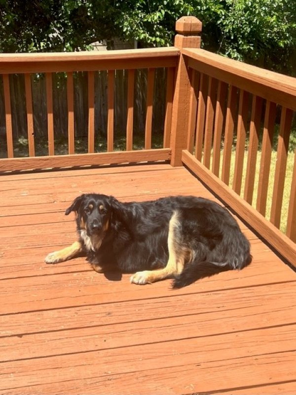 Safe German Shepherd Dog in Wichita, KS