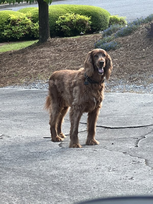 Safe Irish Setter in Roswell, GA