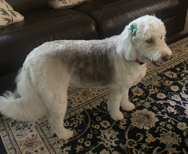 Safe Poodle in Valrico, FL