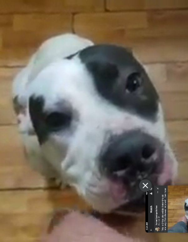 Safe American Bulldog in Holt, FL