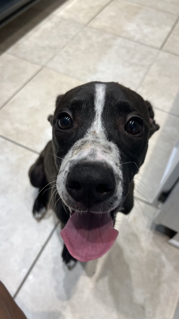 Safe Dog in Jacksonville, FL