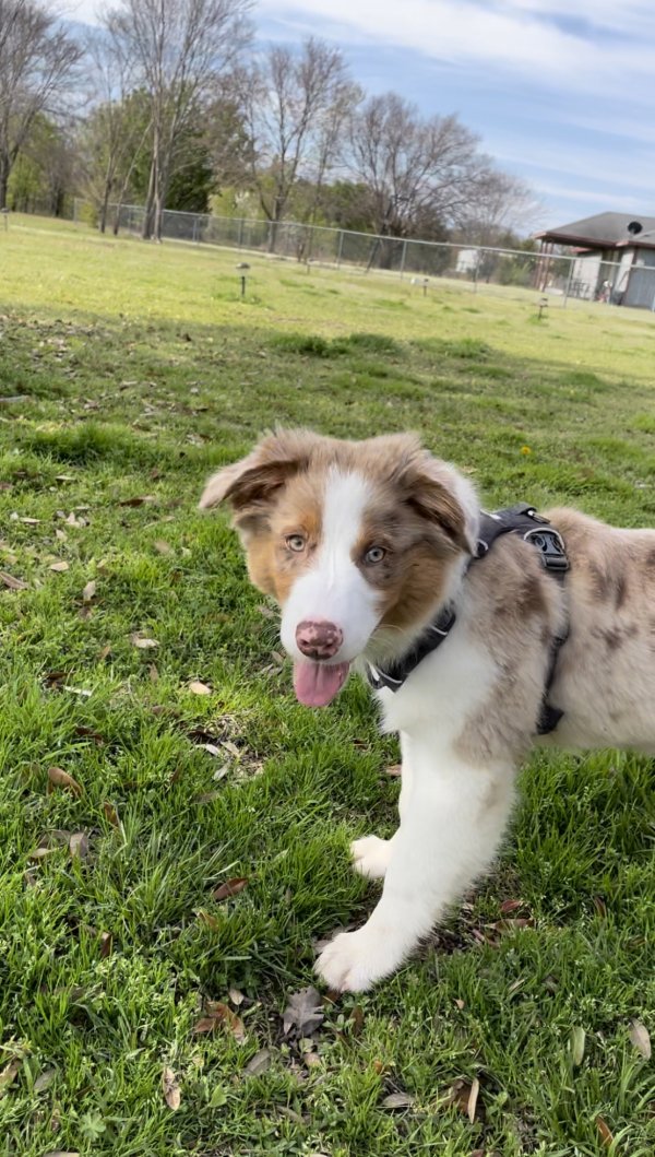 Safe Australian Shepherd in Colbert, OK