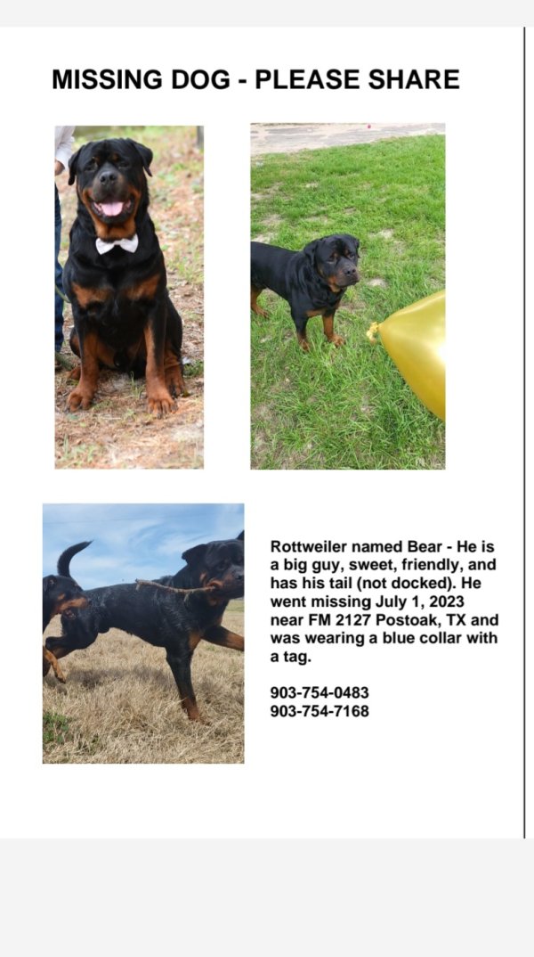 Safe Rottweiler in Bowie, TX
