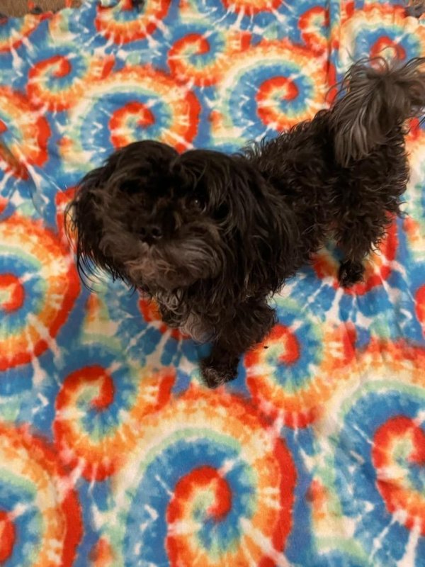 Safe Shih Tzu in Fort Worth, TX