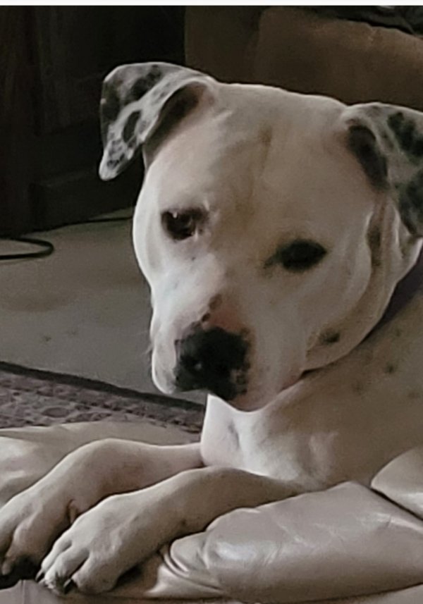 Lost American Bulldog 