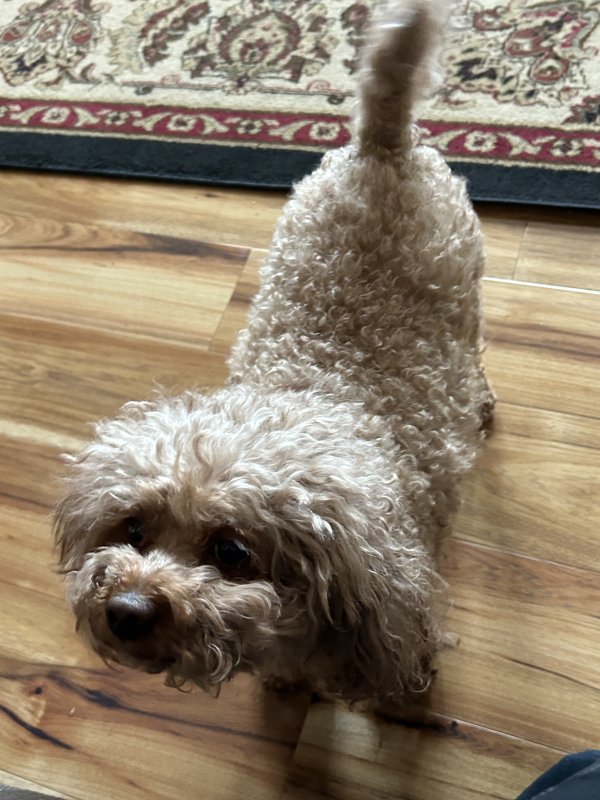 Lost Poodle in Colorado