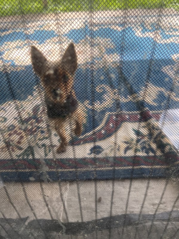 Safe Dog in Houston, TX