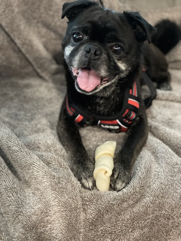 Safe Pug in Miamisburg, OH