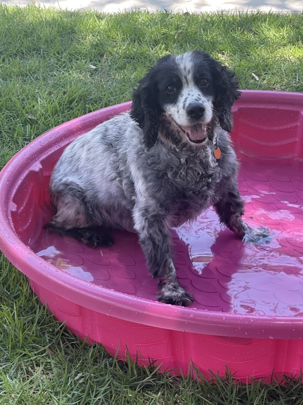 Safe English Cocker Spaniel in San Antonio, TX