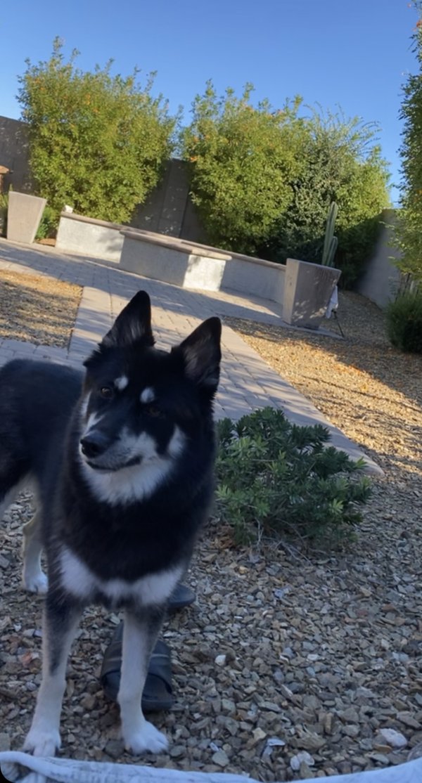 Safe Siberian Husky in Goodyear, AZ