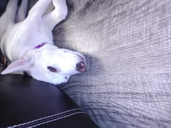 Safe Mutt in Houston, TX